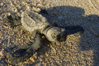Sandee Turtle Bay Photo