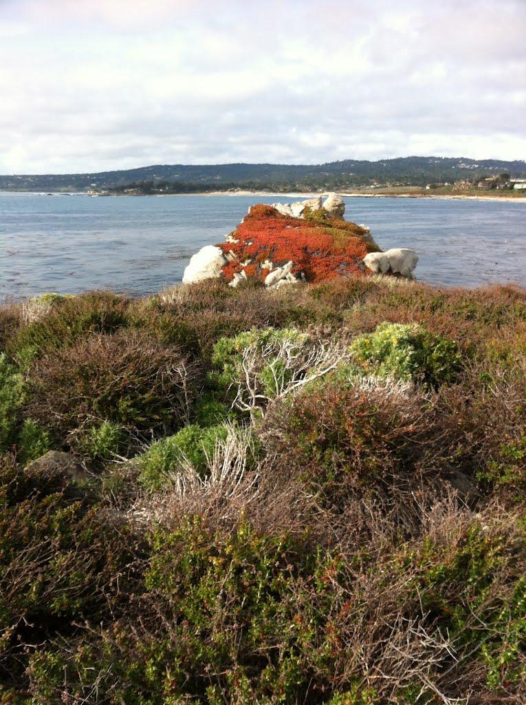 Sandee - Point Lobos State Natural Reserve - Moss Cove Beach