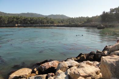 Sandee - Point Lobos State Natural Reserve - Whalers Cove