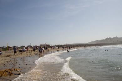 Sandee - Del Mar Dog Beach - North Beach