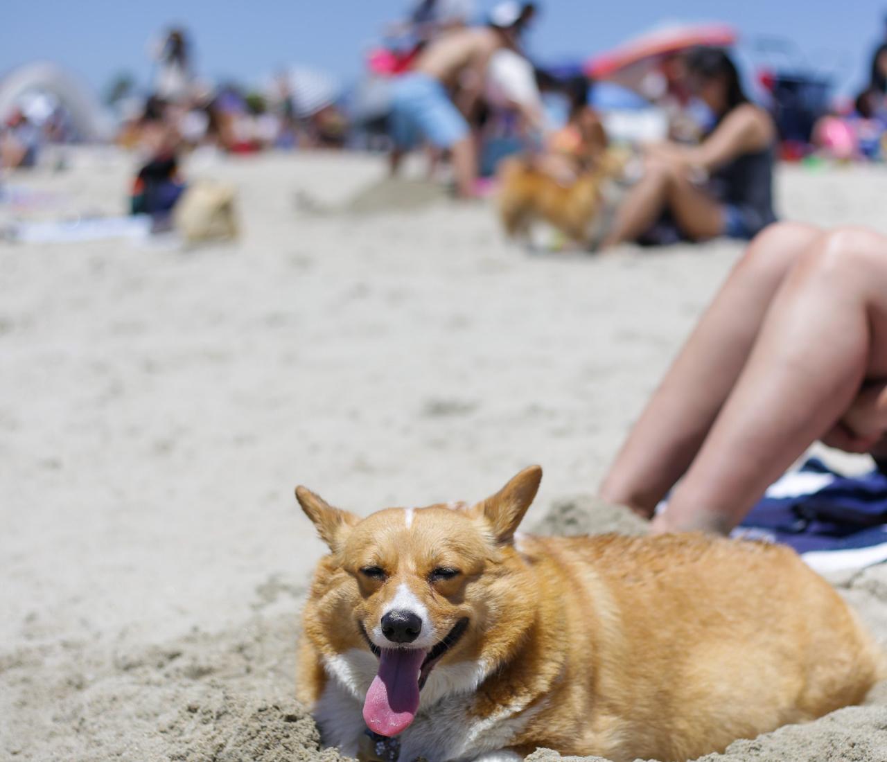 Sandee - Rosie's Dog Beach