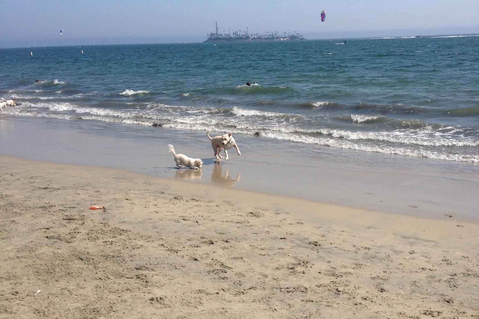 Sandee - Rosie's Dog Beach