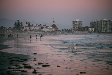 Sandee Coronado Dog Beach Photo