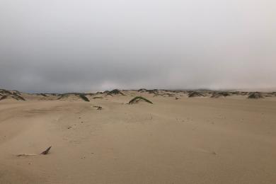 Sandee - Guadalupe-Nipomo Dunes