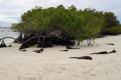 Sandee - Tortuga Bay