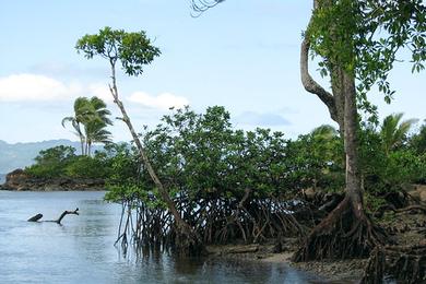 Sandee Mangrove Lagoon Photo