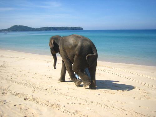 Sandee Elephant Beach Photo