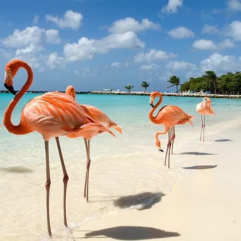 Sandee - Flamingo Beach Resort Private Beach