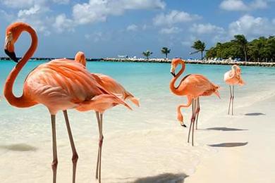 Sandee Flamingo Beach Resort Private Beach Photo