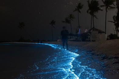 Sandee Bioluminescent Beaches in Belize