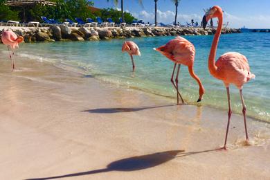 Sandee Best Pink Sand Beaches in Aruba