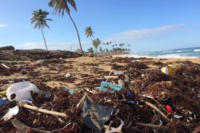 Sandee Best Polluted Beaches in French Polynesia