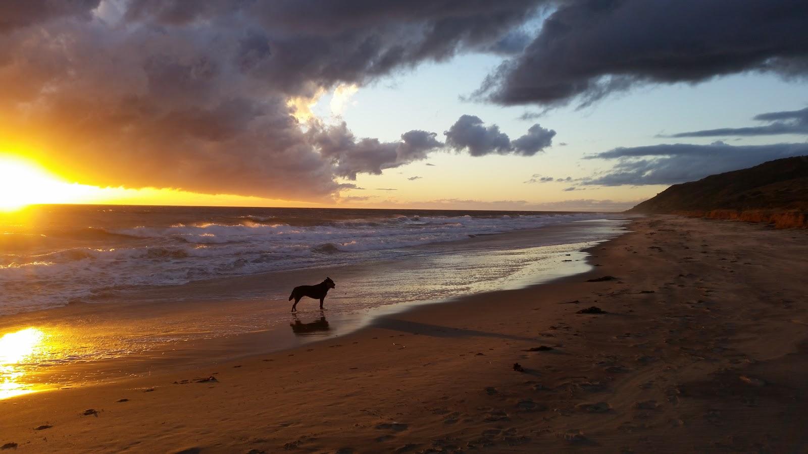 Sandee Dog Beach/Off Lead Photo