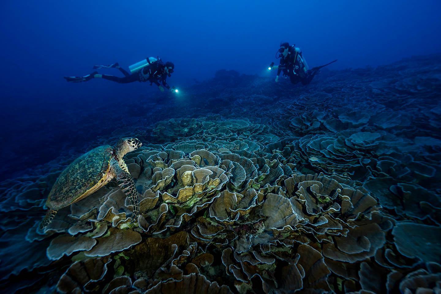 Sandee Mokarran Diving Photo