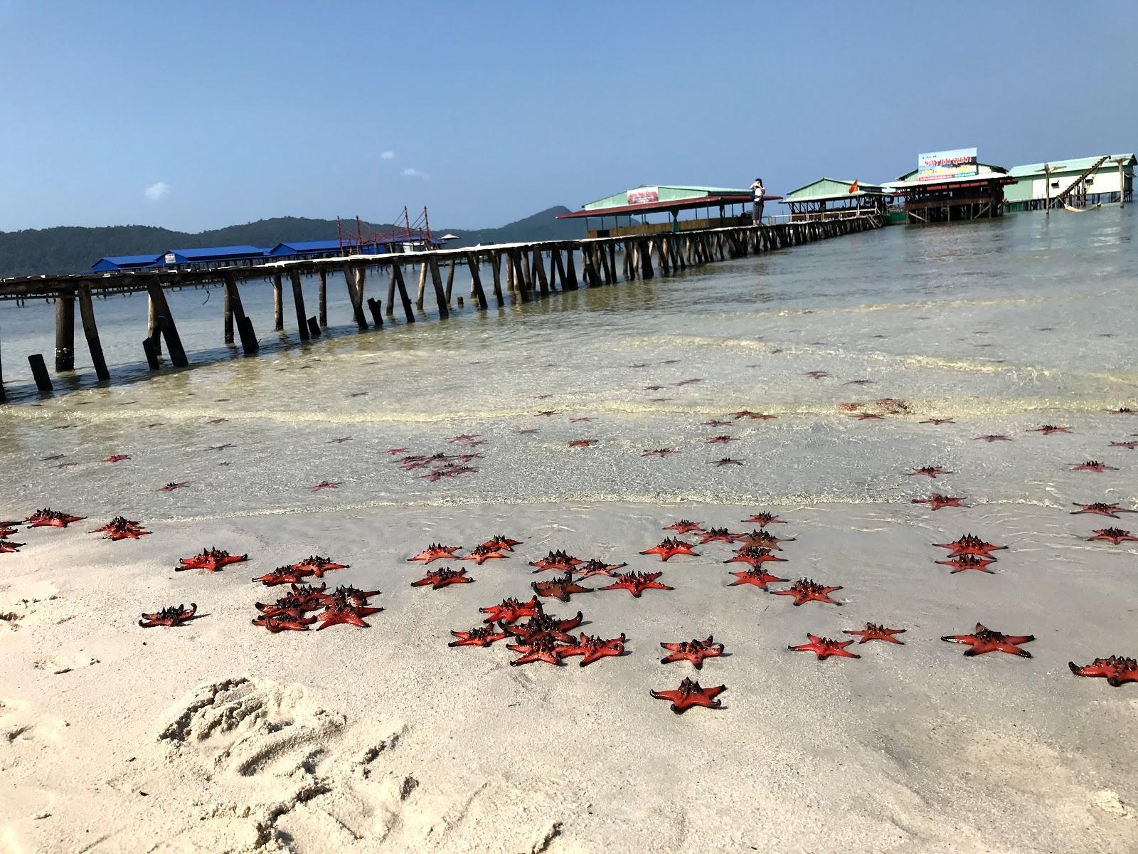 Sandee - Starfish Beach
