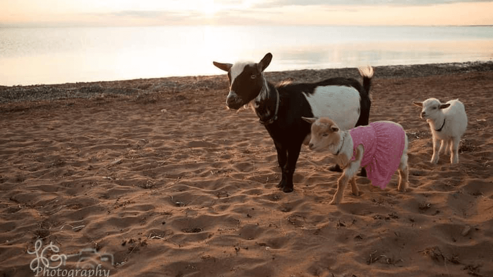 Sandee - Beach Goats