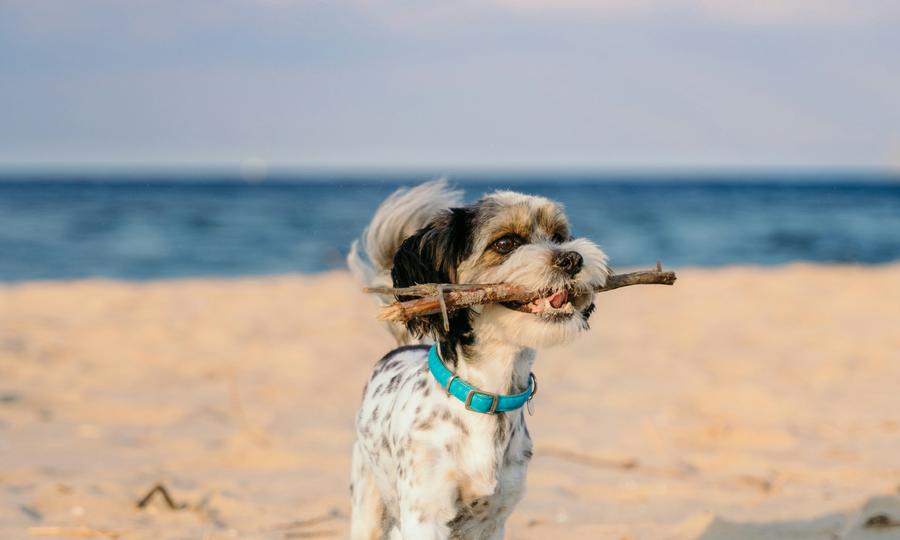 Sandee - Blog / Pet-Friendly Beaches - Top Destinations to Vacation with Your Dog or Cat