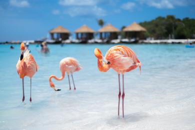 Sandee Best Nude Beaches in Aruba