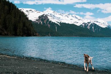 Sandee Best Dog Beaches in Alaska