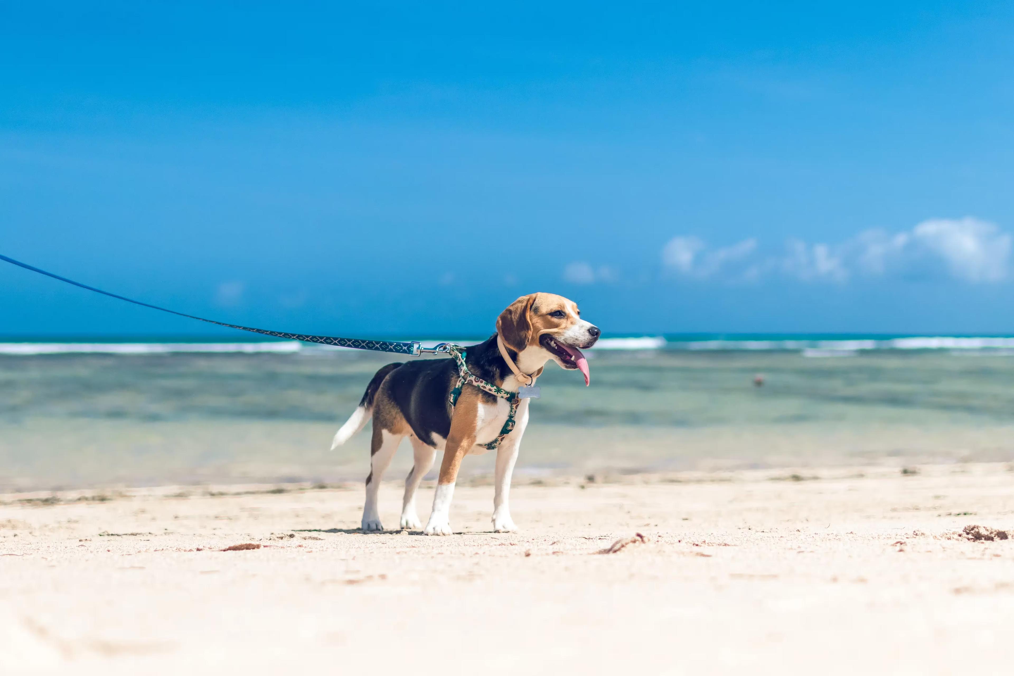 Best Dog Beaches Photo - Sandee